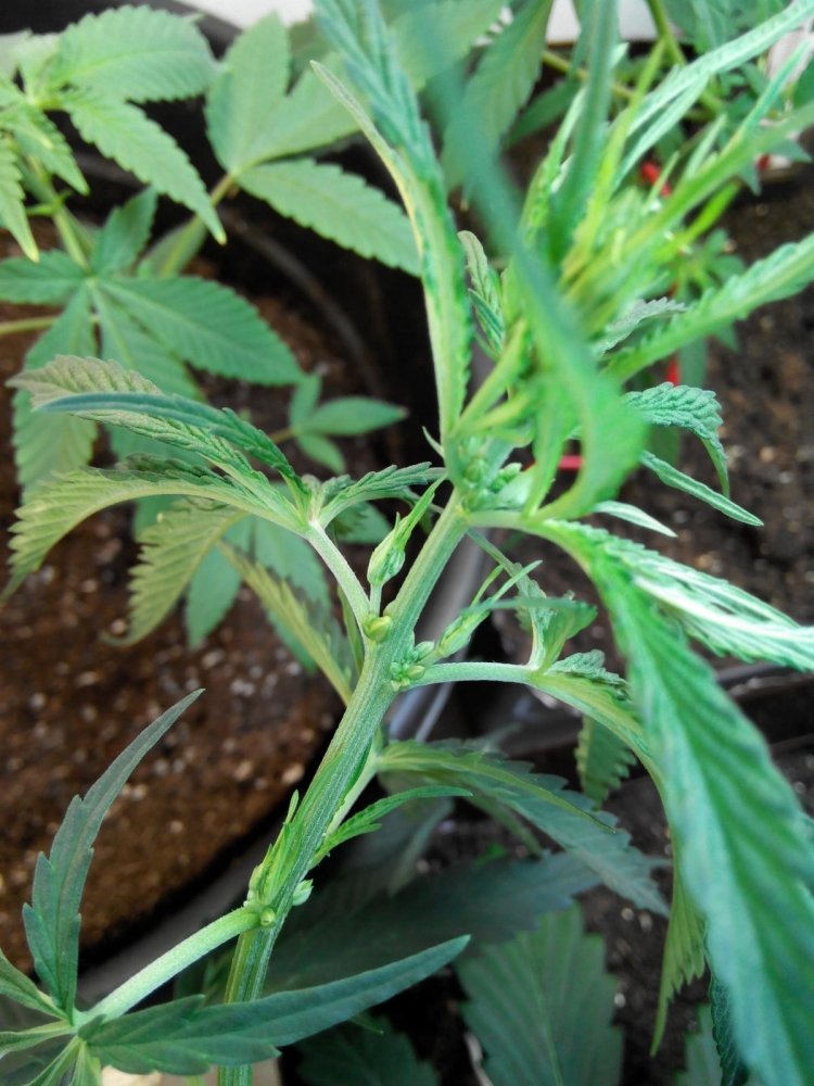 post-21579-0-92296200-1415782988_thumb.j